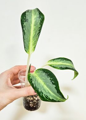 Aglaonema silver blue