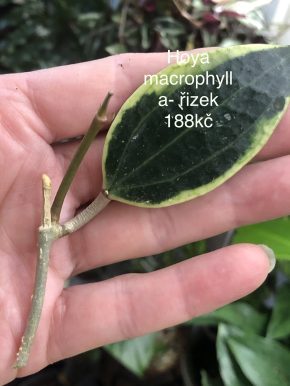 Hoya Macropchylla - čerstvý řizek .
