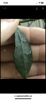 Hoya Lacunosa sp. Malaysia - čerstvý řizek .